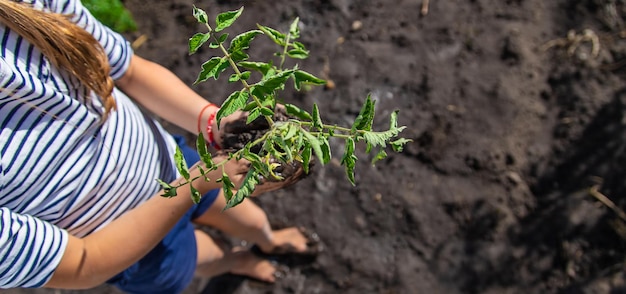 The child is planting a plant in the garden Selective focus