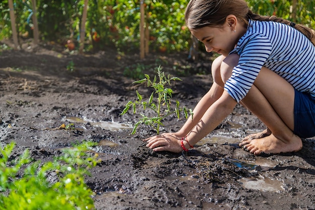 The child is planting a plant in the garden Selective focus