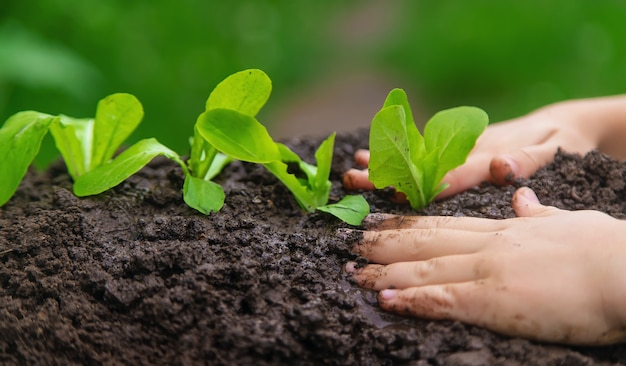 The child is planting a plant in the garden