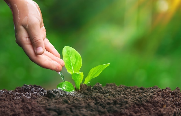 The child is watering the plant in the garden