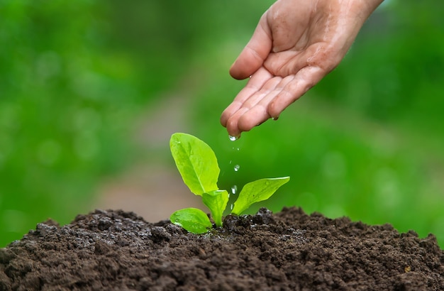 The child is watering the plant in the garden