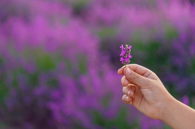 A child in a lavender field. Selective focus. Nature.