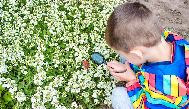 Child looks into a magnifying glass butterfly sits on flowers