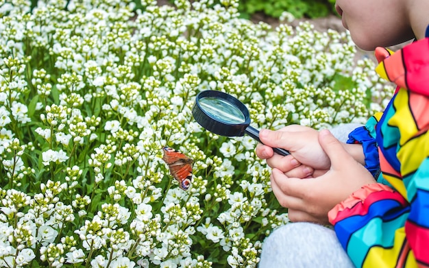 Child looks into a magnifying glass butterfly sits on flowers