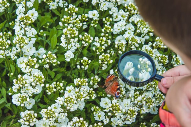 Child looks into a magnifying glass butterfly sits on flowers