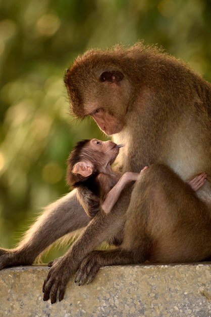 A child monkey is sucking from mother's nipple with bubble blur background