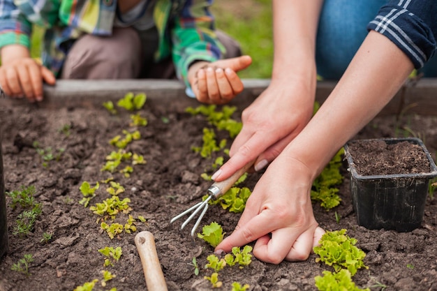 Child and mother gardening in vegetable garden in the backyard