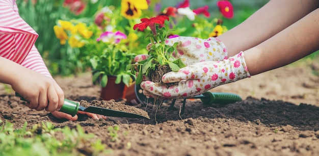 Child and mother plant flowers in the garden. Selective focus.