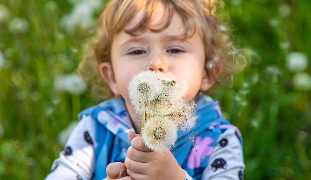 A child in nature blows a dandelion Selective focus