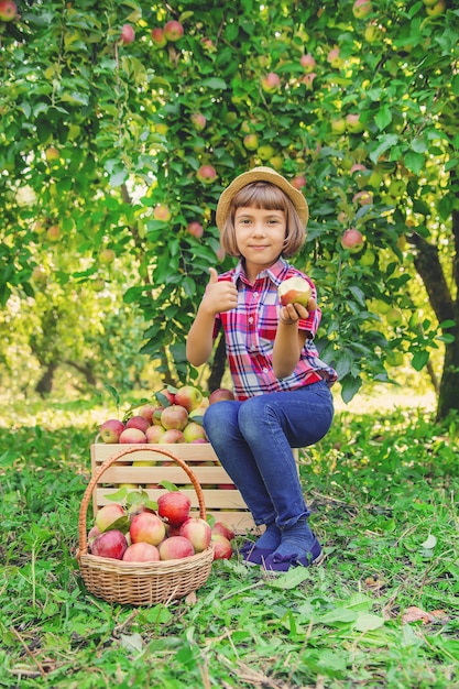 Child picks apples in the garden in the garden.