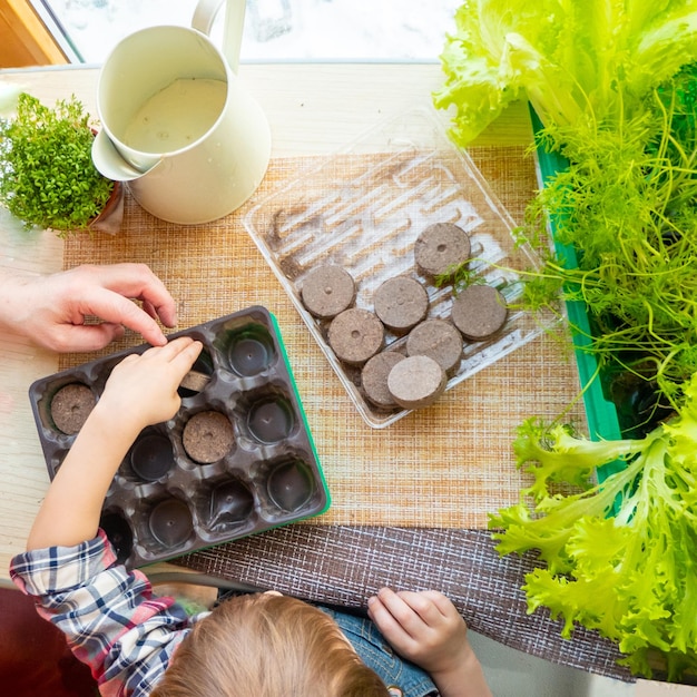 The child places peat tablets in the tray of the minigreenhouse flat lay