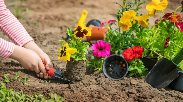 A child plants a flower garden. Selective focus.