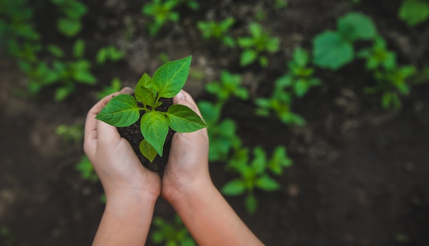 A child plants a pepper plant in the garden