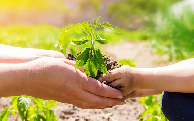 A child plants a plant in the garden. Selective focus.