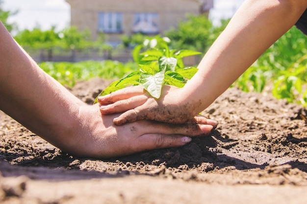 A child plants a plant in the garden. Selective focus.