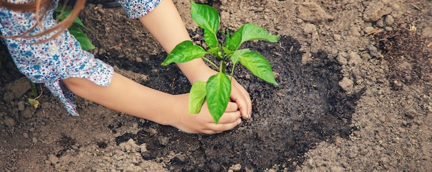 Child plants and watering plants in the garden. 