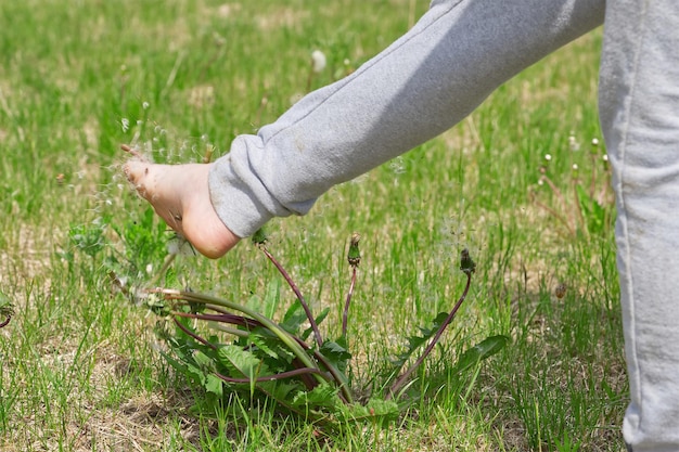 A child plays on a green field and knocks down dandelions with his foot seeds scatter over a green field