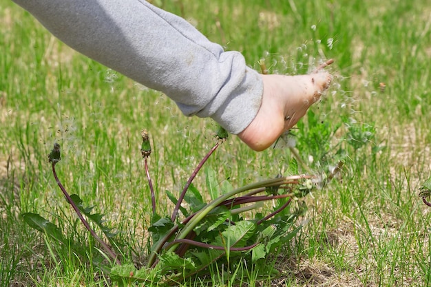 A child plays on a green field and knocks down dandelions with his foot seeds scatter over a green field