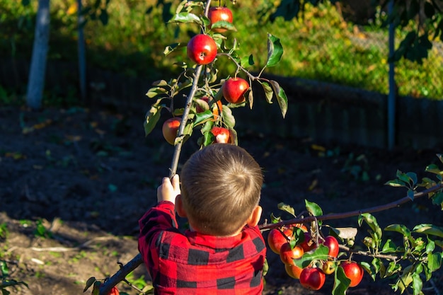 A child plucks an apple from a tree in the garden Harvest on the farm