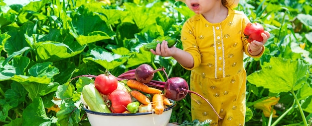 Child in the vegetable garden selective focus