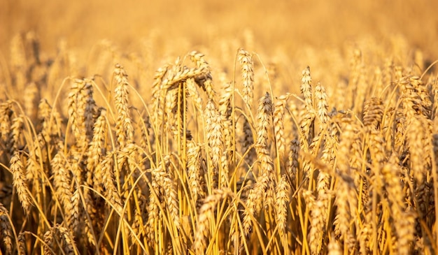 A child in a wheat field eats bread. Nature. selective focus