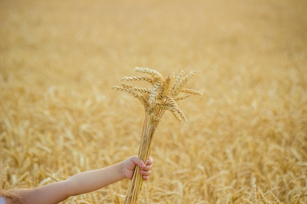 Child in a wheat field selective focus