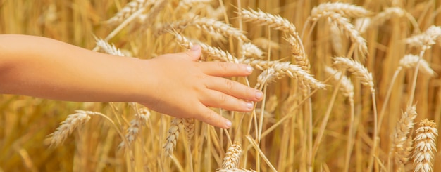 A child in a wheat field.