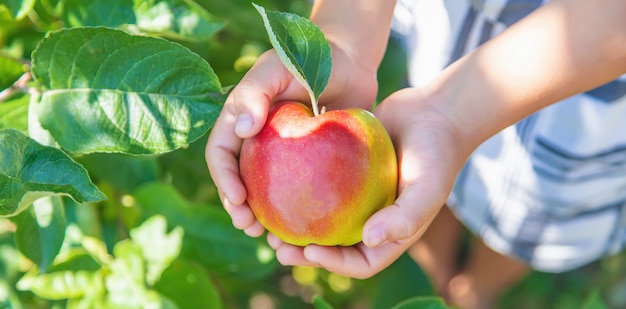 Child with an apple in the garden