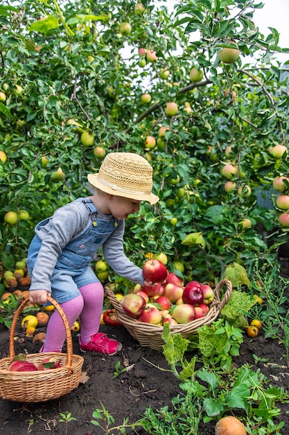 Child with apples in the garden Selective focus