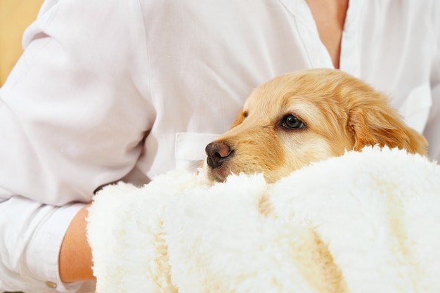 A child with a cute puppy Girl with a golden hovawart puppy at home cute little guard puppy