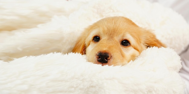 A child with a cute puppy Girl with a golden hovawart puppy at home cute little guard puppy