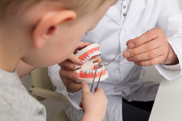 Child with dentist considering fake jaw in the cabinet together.