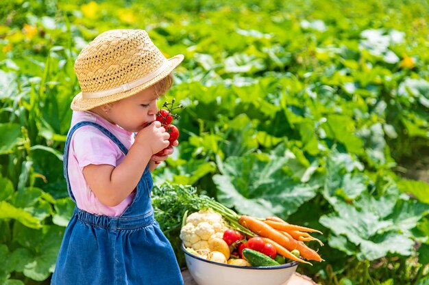 A child with a harvest of vegetables in the garden Selective focus