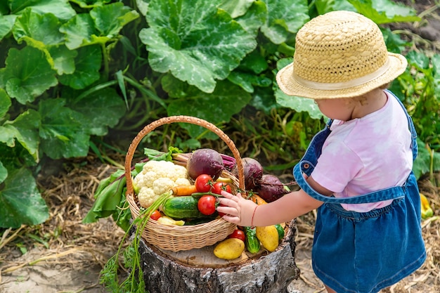 A child with a harvest of vegetables in the garden Selective focus