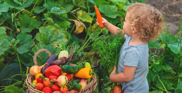 A child with a harvest of vegetables in the garden Selective focus