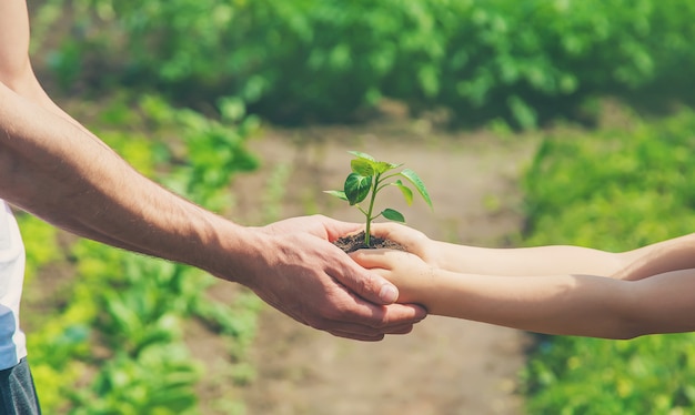 A child with his father plant a nursery garden. 