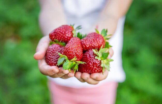 A child with strawberries in the hands