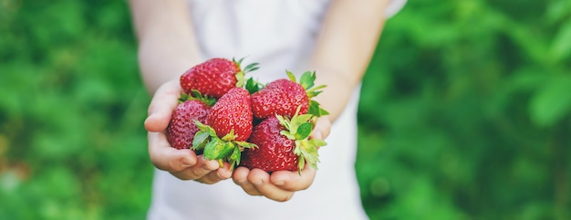 A child with strawberries in the hands