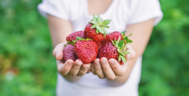 A child with strawberries in the hands