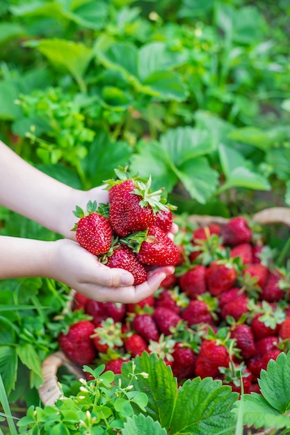 A child with strawberries in the hands