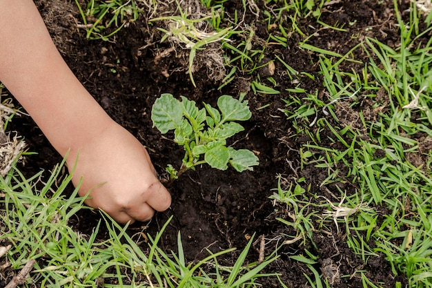 Child39s hands planting a plant close up of child39s hands digging a hole in the ground