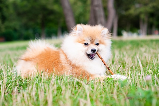 The children are playing with the dog in the meadow spitz place for text