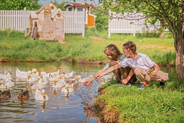 Photo children feed geese in a poultry yard in agriculture