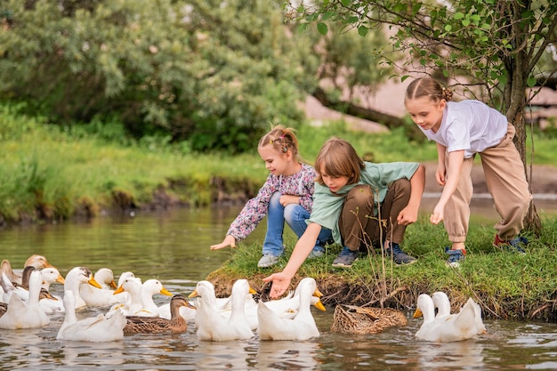 Photo children feed geese in a poultry yard in agriculture