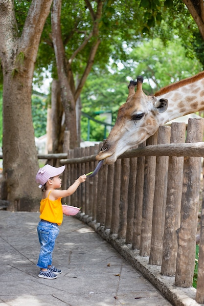 Children feed giraffes in the zoo.