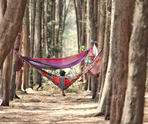 Photo children in hammocks