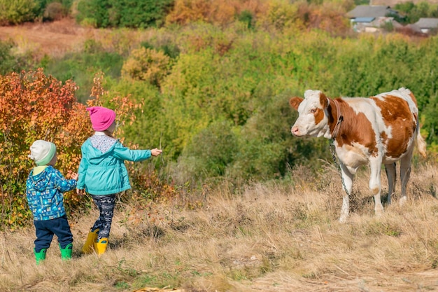 Children look at the calf in the field Sunny day brother and sister care for the calf