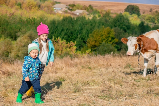 Children look at the calf in the field Sunny day brother and sister care for the calf