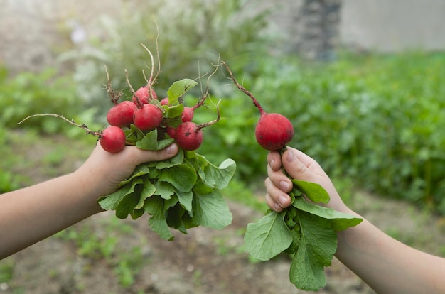 Children's hands of a boy holding a bunch of radish Fresh spring vegetables