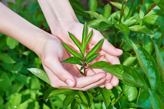 Children's hands carefully holding plant